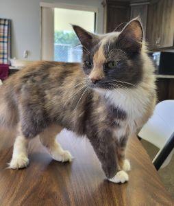 Greta, Adopted, Adult Female Dilute Calico & Domestic Long Hair.