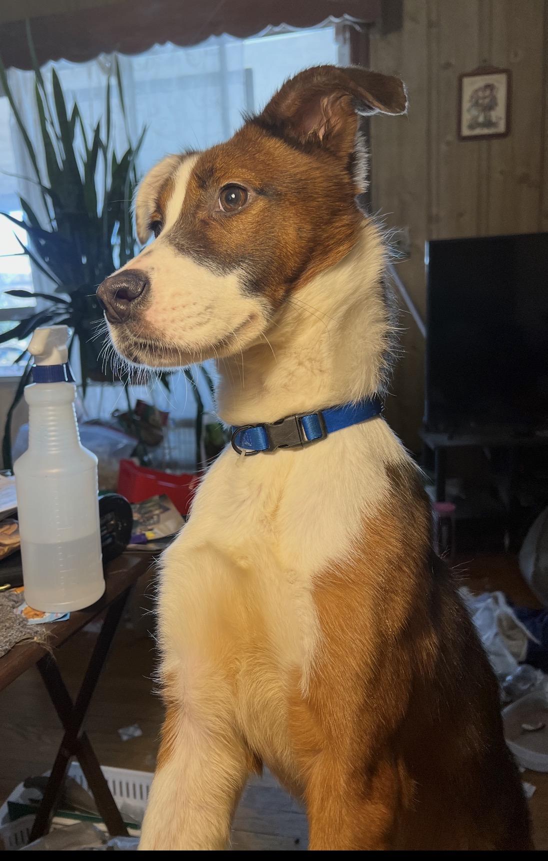 Enlarge Rowdy , a ADOPTABLE Mixed Breed in Fredericksburg, VA image 3/3