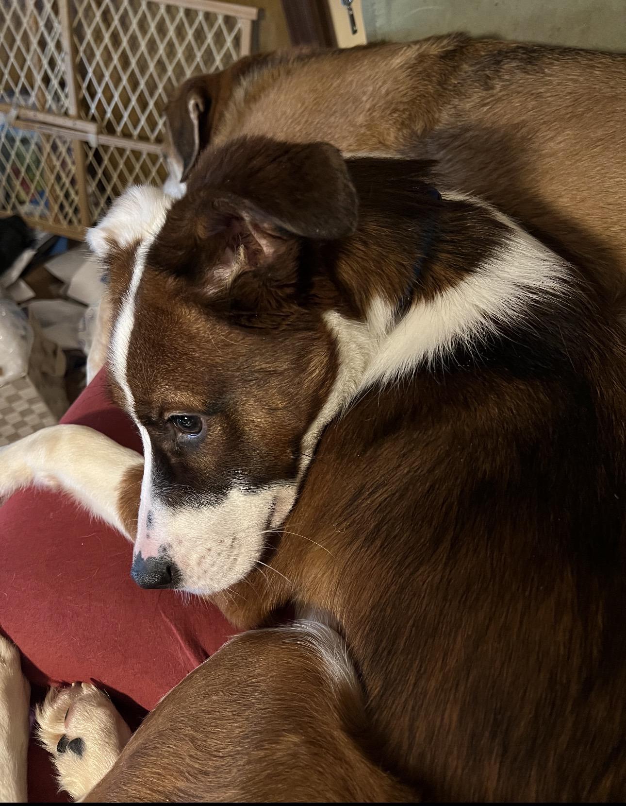 Enlarge Rowdy , a ADOPTABLE Mixed Breed in Fredericksburg, VA image 2/3