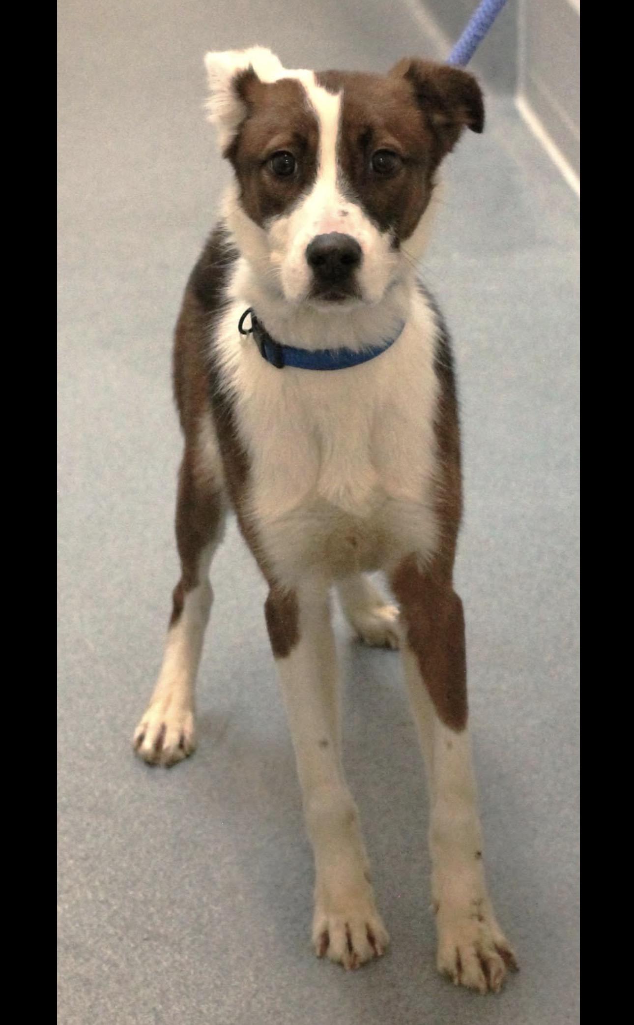 Enlarge Rowdy , a ADOPTABLE Mixed Breed in Fredericksburg, VA image 1/3