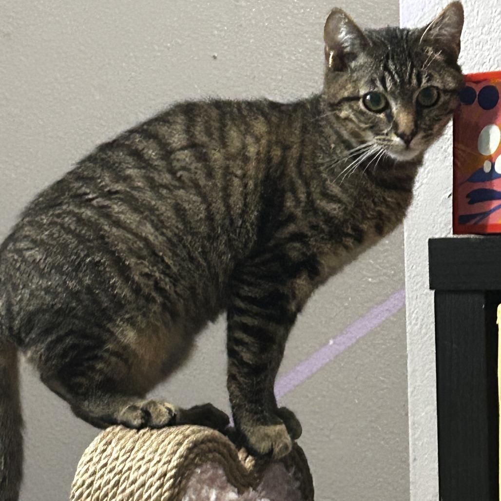 Owlie, Adoptable, Young Male Domestic Short Hair.