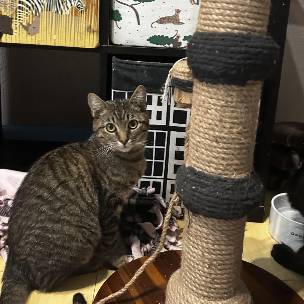 Enlarge Owlie, a Adoptable Domestic Short Hair in Pleasanton, CA image 2/4