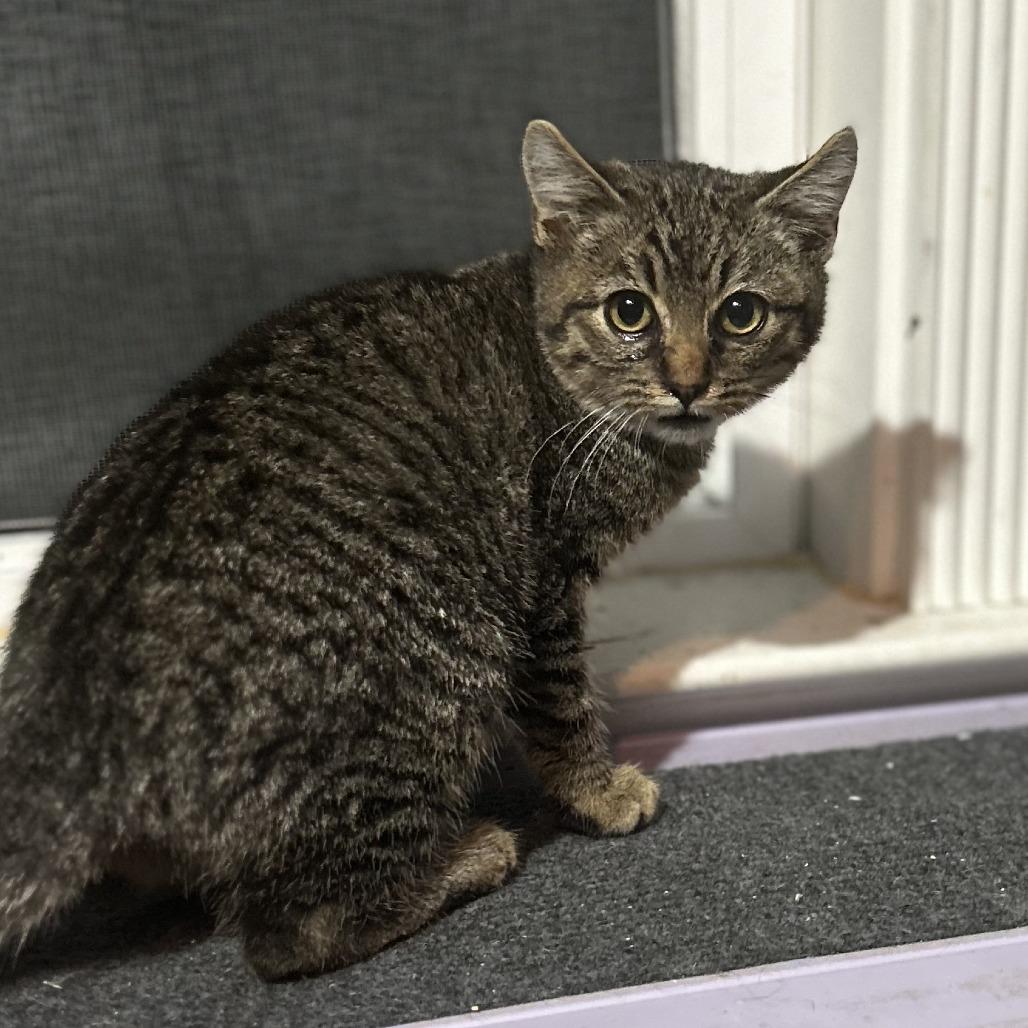 Owlie, Adoptable, Kitten Male Domestic Short Hair.