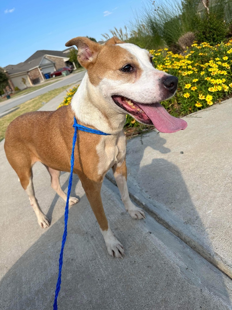 Dog for adoption Presley, a Labrador Retriever & American