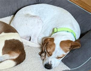 Enlarge Loki, a ADOPTABLE Beagle in West Decatur, PA image 2/3