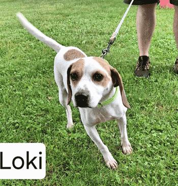 Loki, adopted, Adult Male Beagle.