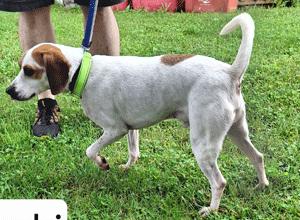 Enlarge Loki, a ADOPTABLE Beagle in West Decatur, PA image 3/3