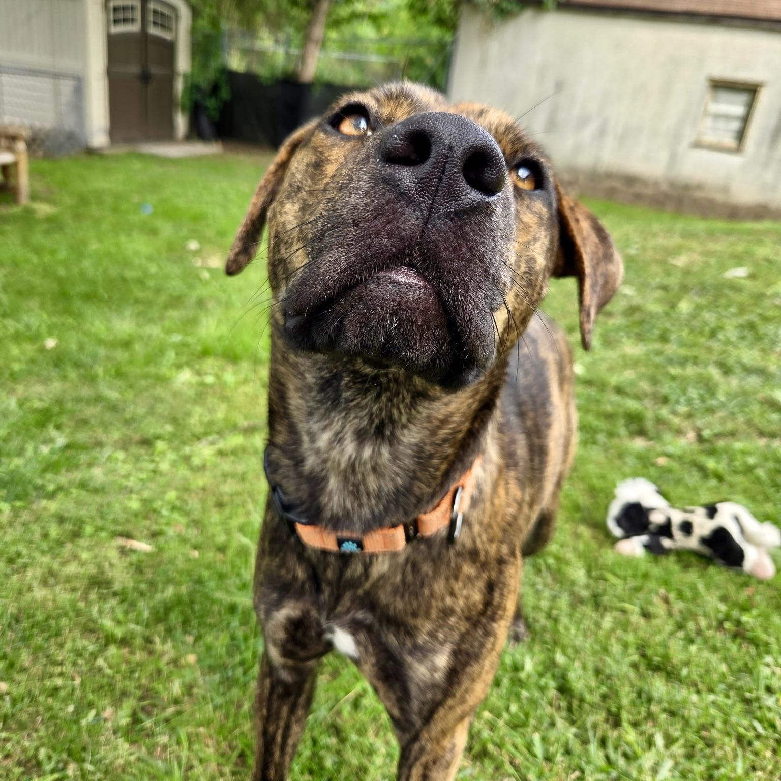 Enlarge Nala, a Adopted mixed breed in Prior Lake, MN image 4/6