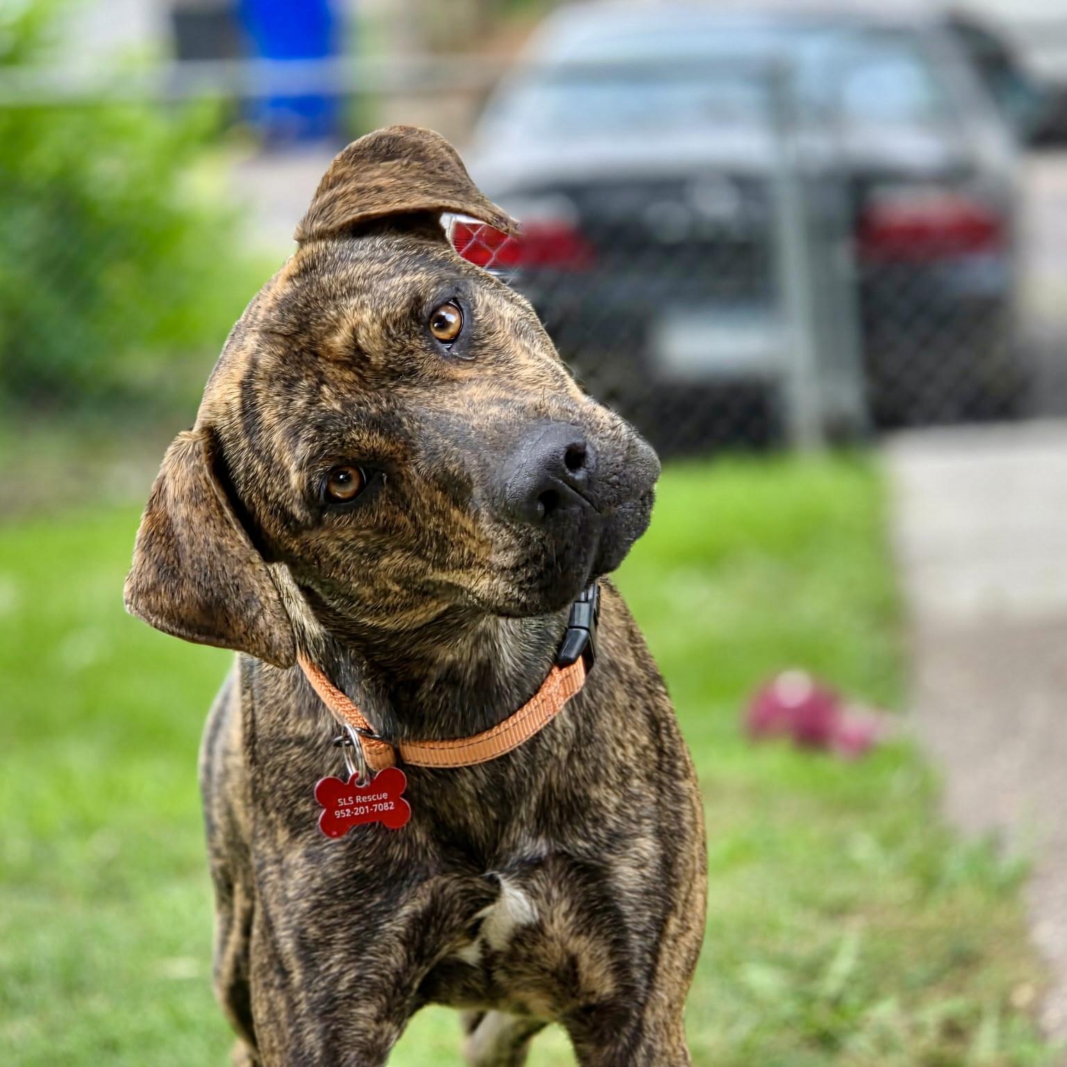 Enlarge Nala, a Adopted mixed breed in Prior Lake, MN image 3/6