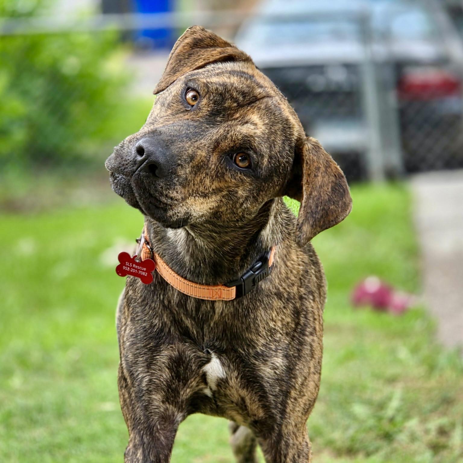 Enlarge Nala, a Adopted mixed breed in Prior Lake, MN image 2/6