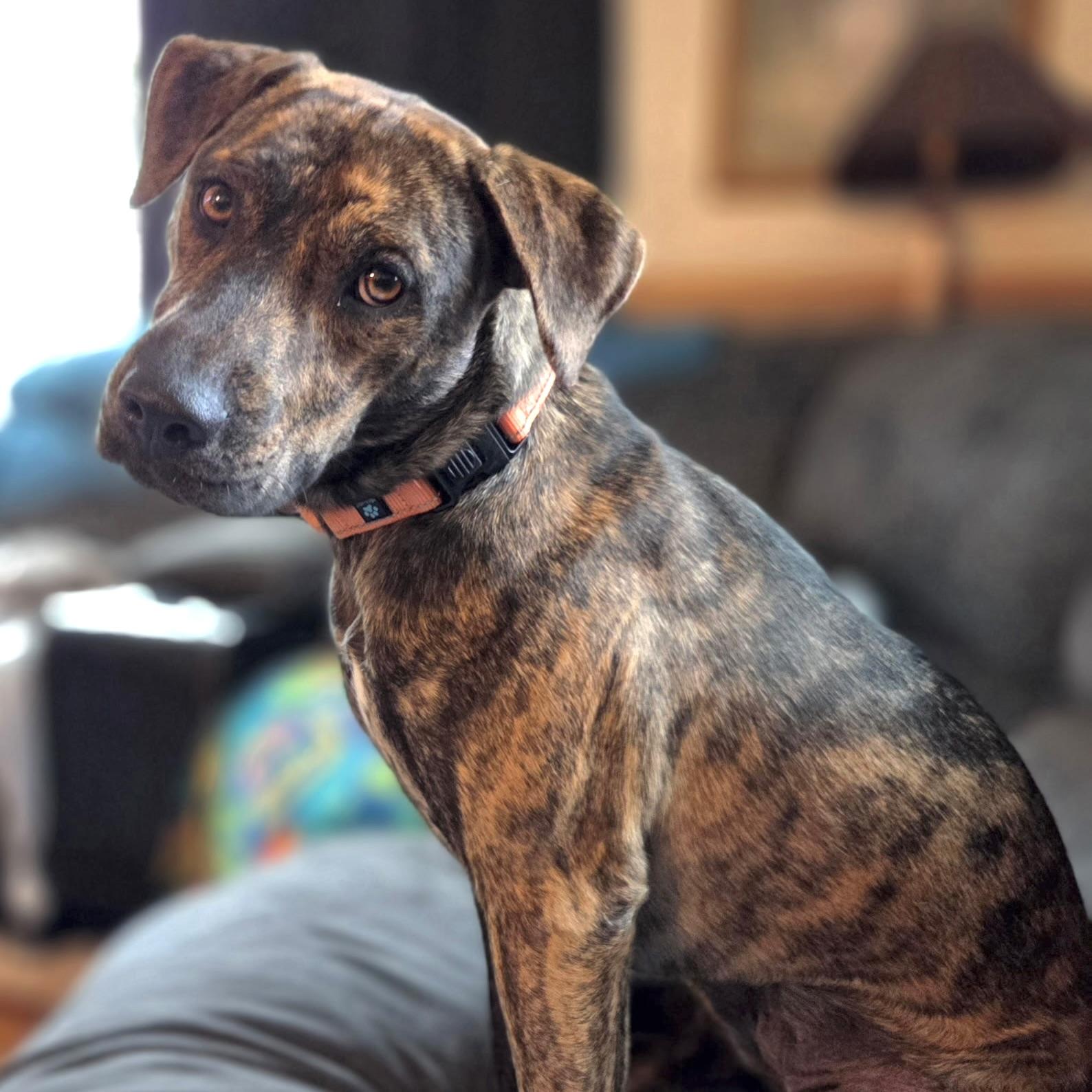 Nala, Adopted, Young Female Plott Hound & Terrier.
