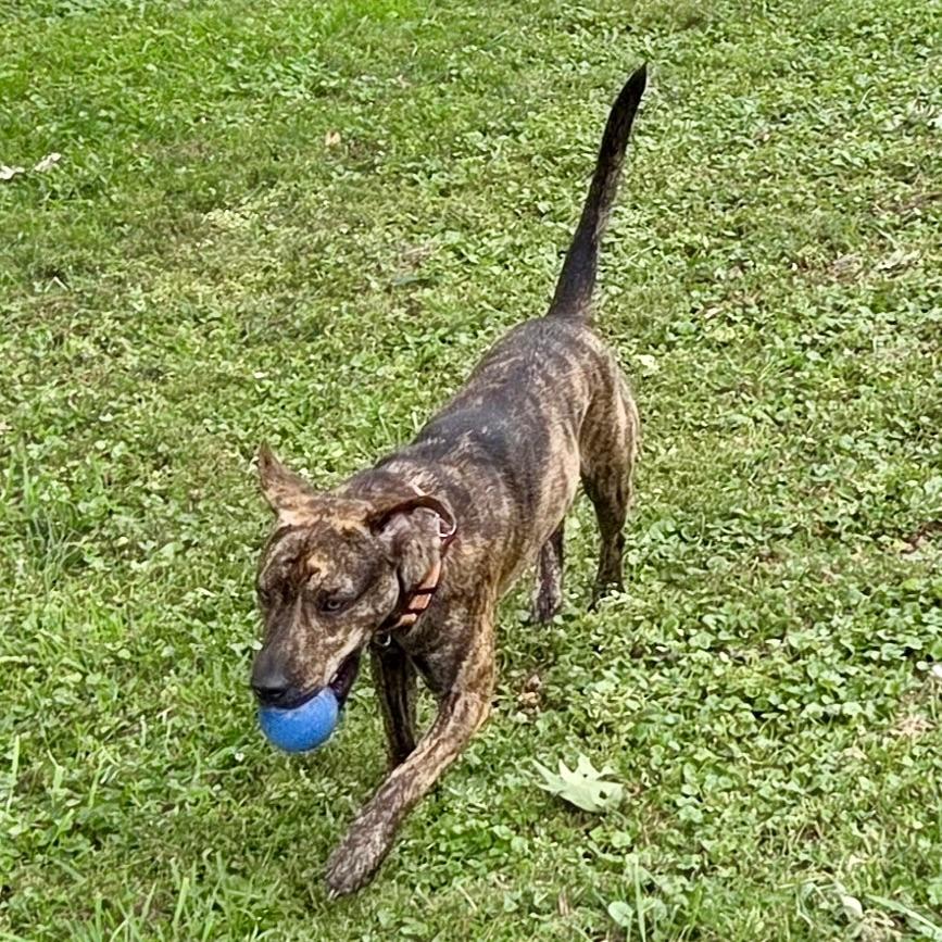 Enlarge Nala, a Adopted mixed breed in Prior Lake, MN image 6/6