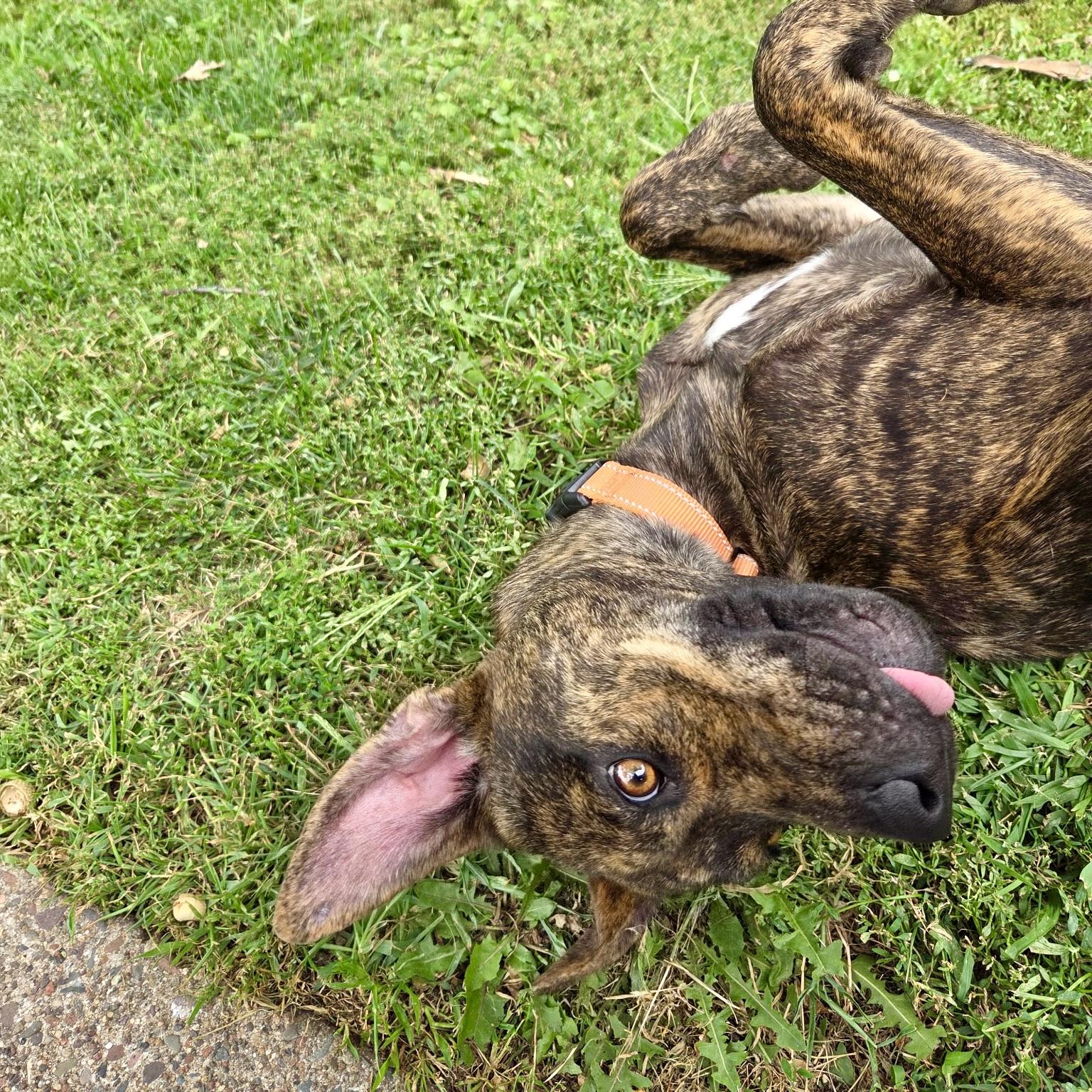 Enlarge Nala, a Adopted mixed breed in Prior Lake, MN image 5/6