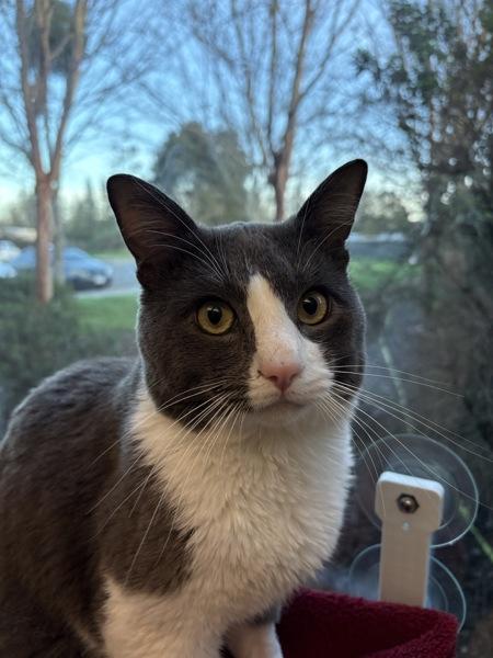 Tim-O-Theo, Adoptable, Young Male Domestic Short Hair.