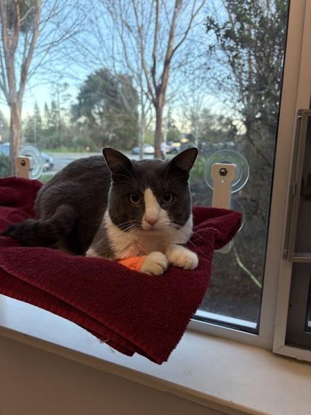 Enlarge Tim-O-Theo, a Adoptable mixed breed in Santa Rosa, CA image 2/2