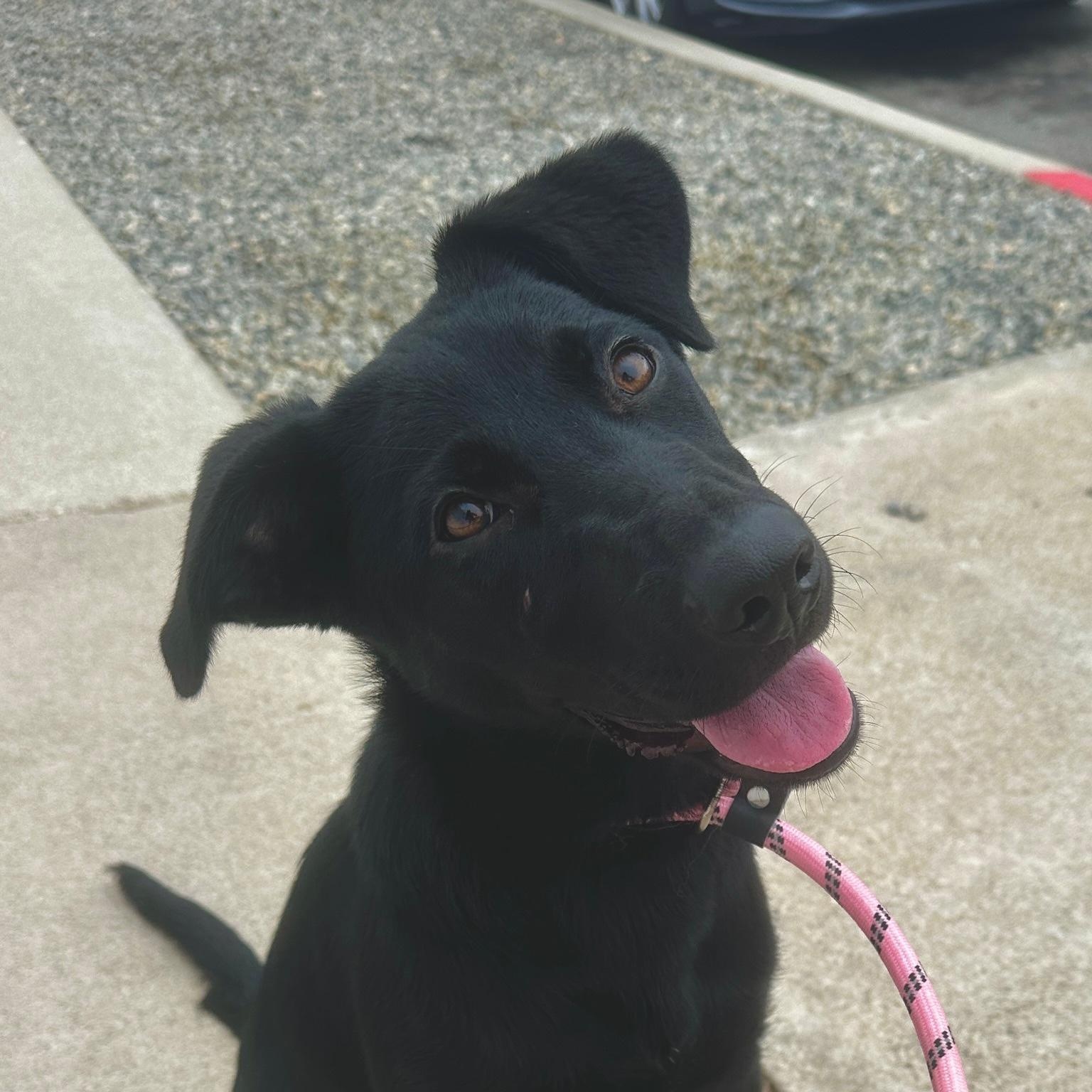 Scout *Courtesy Post*