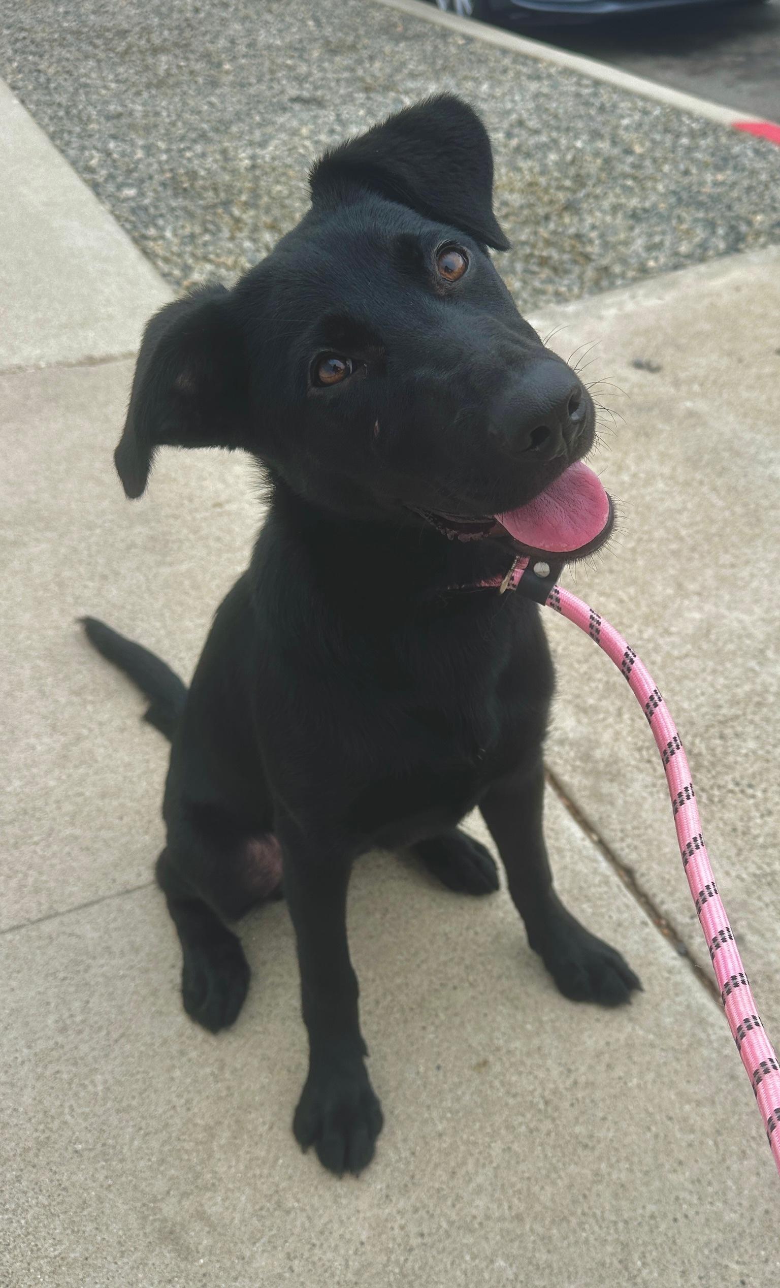 Scout *Courtesy Post*