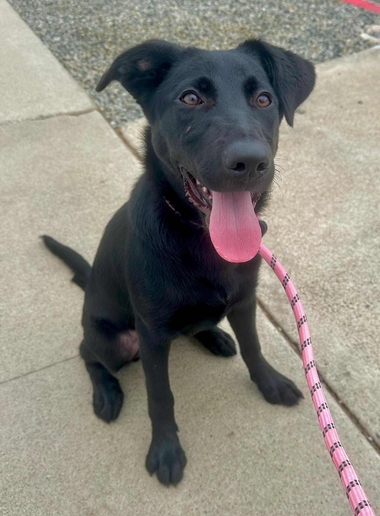 Scout *Courtesy Post*