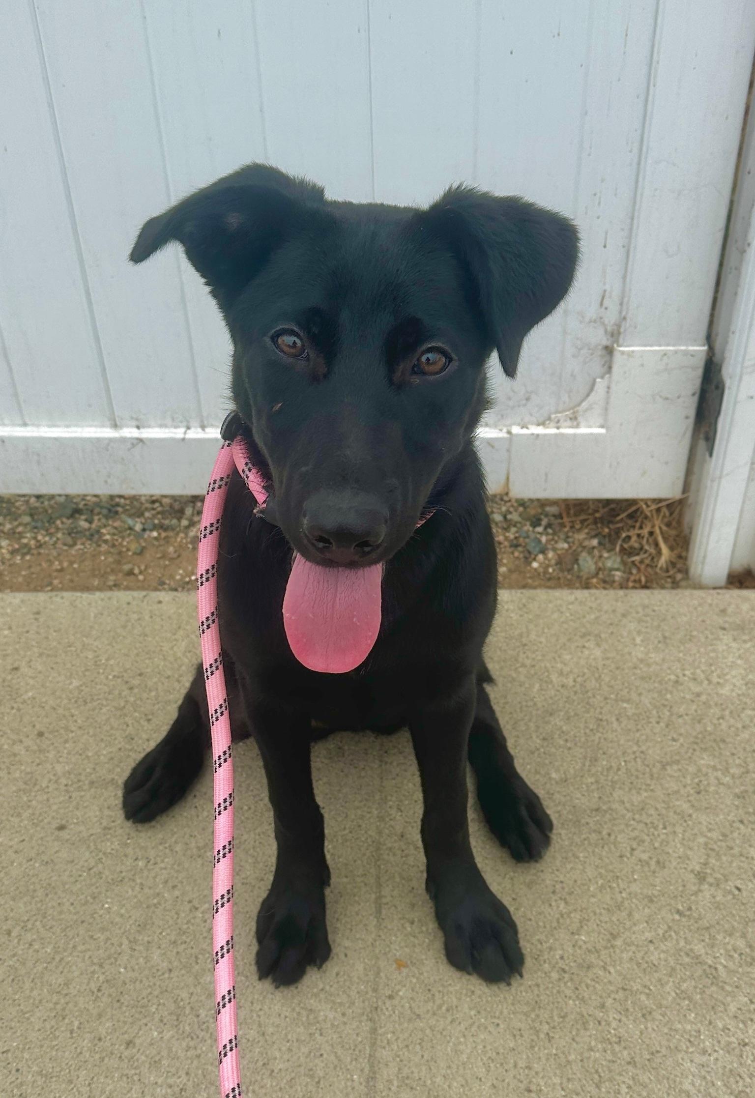 Scout *Courtesy Post*