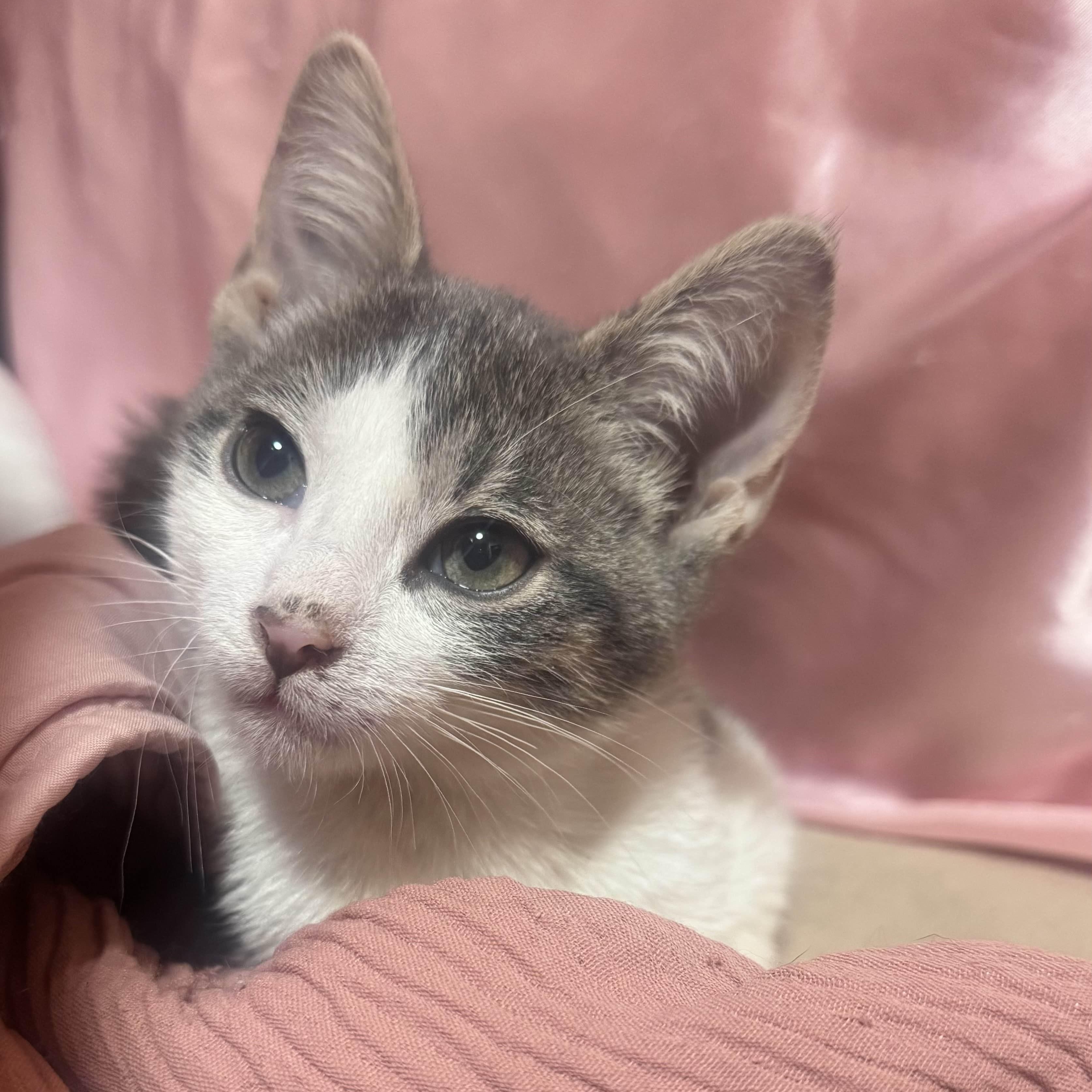 Enlarge Haru, a Adoptable Domestic Short Hair in Weehawken, NJ image 3/6