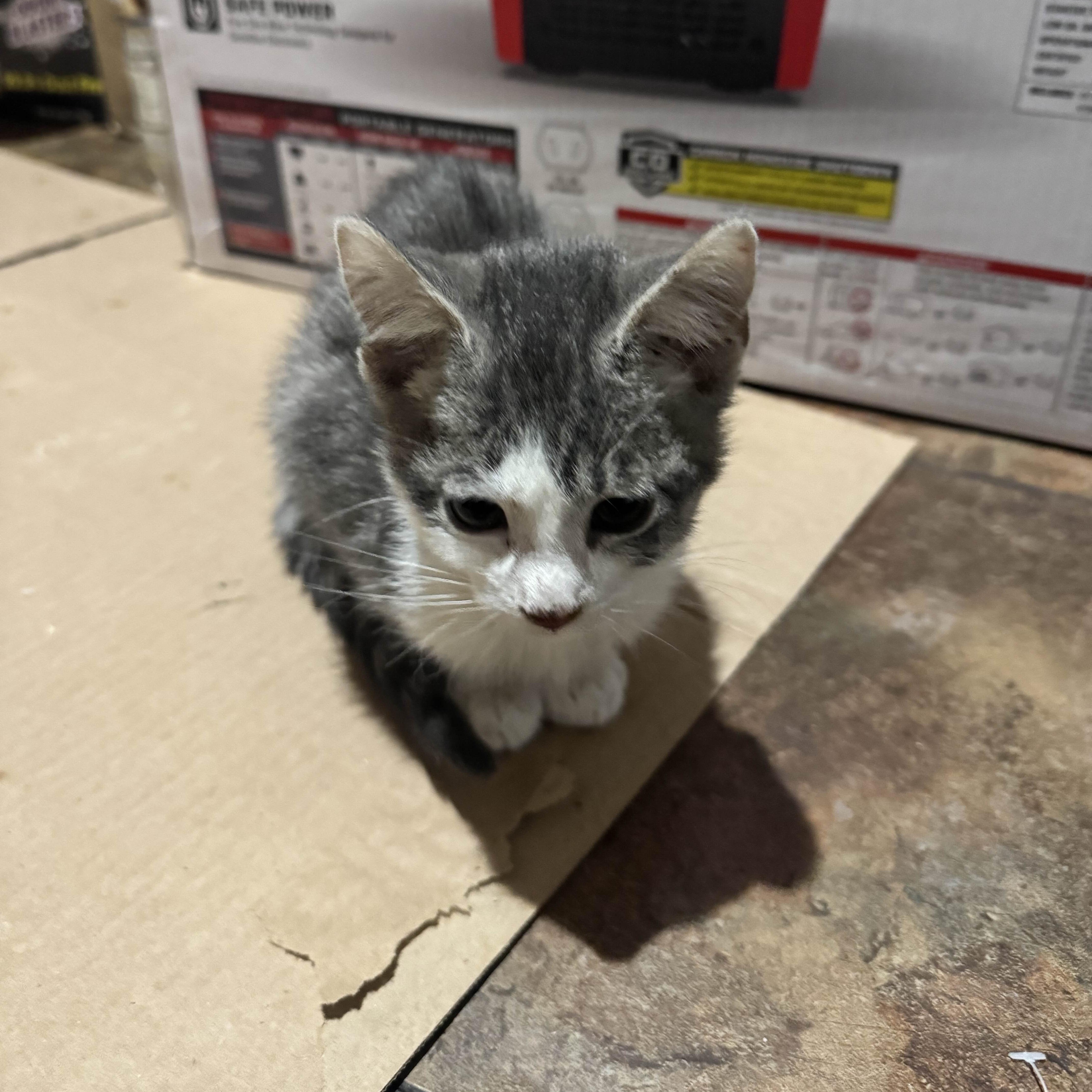 Enlarge Haru, a Adoptable Domestic Short Hair in Weehawken, NJ image 3/4