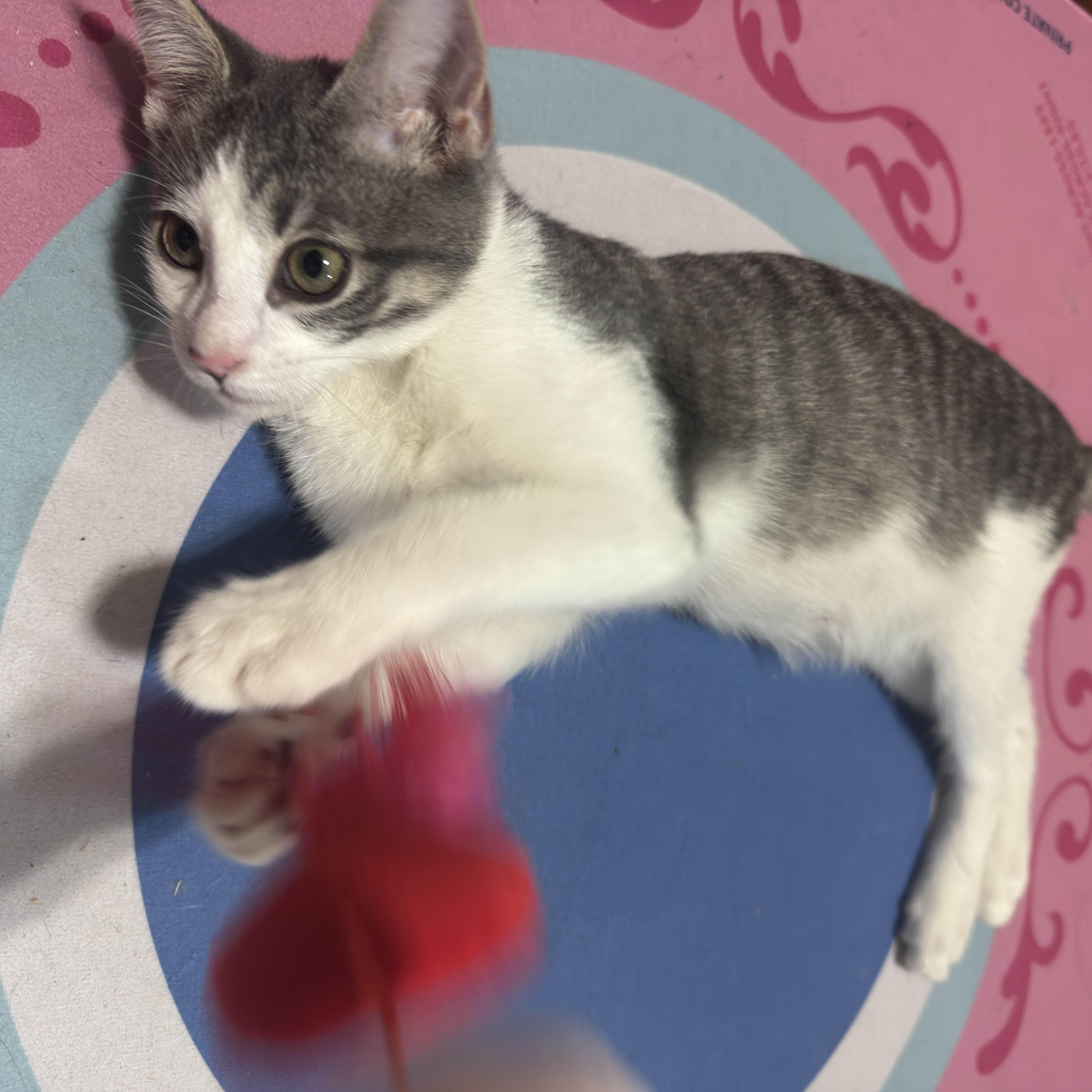 Enlarge Haru, an adopted Domestic Short Hair in Weehawken, NJ image 3/6