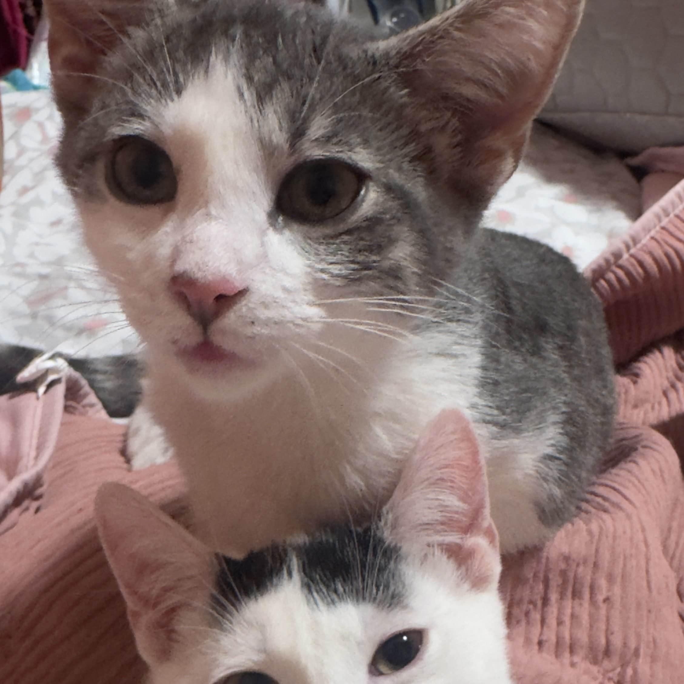 Enlarge Haru, an adopted Domestic Short Hair in Weehawken, NJ image 2/6