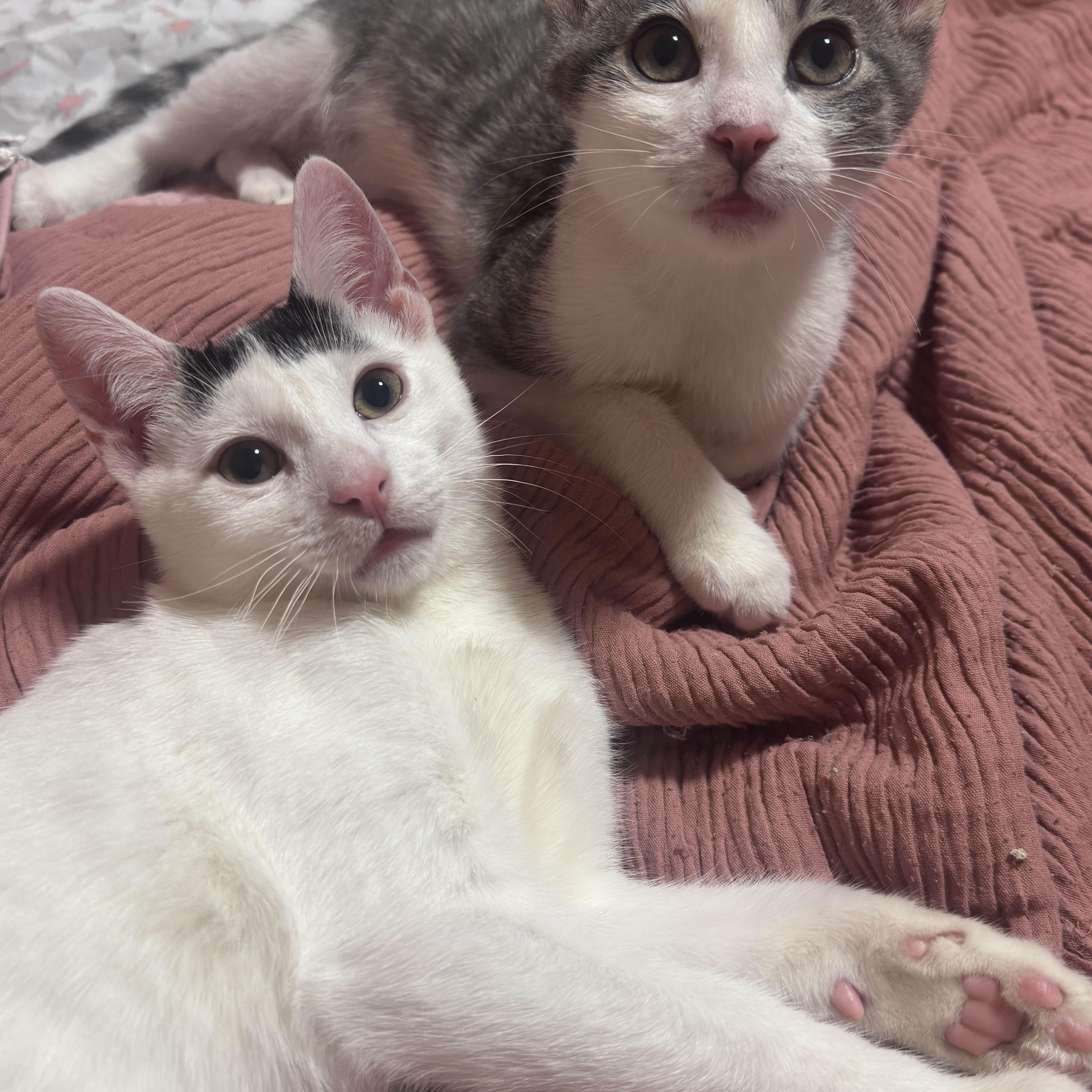 Enlarge Haru, an adopted Domestic Short Hair in Weehawken, NJ image 6/6