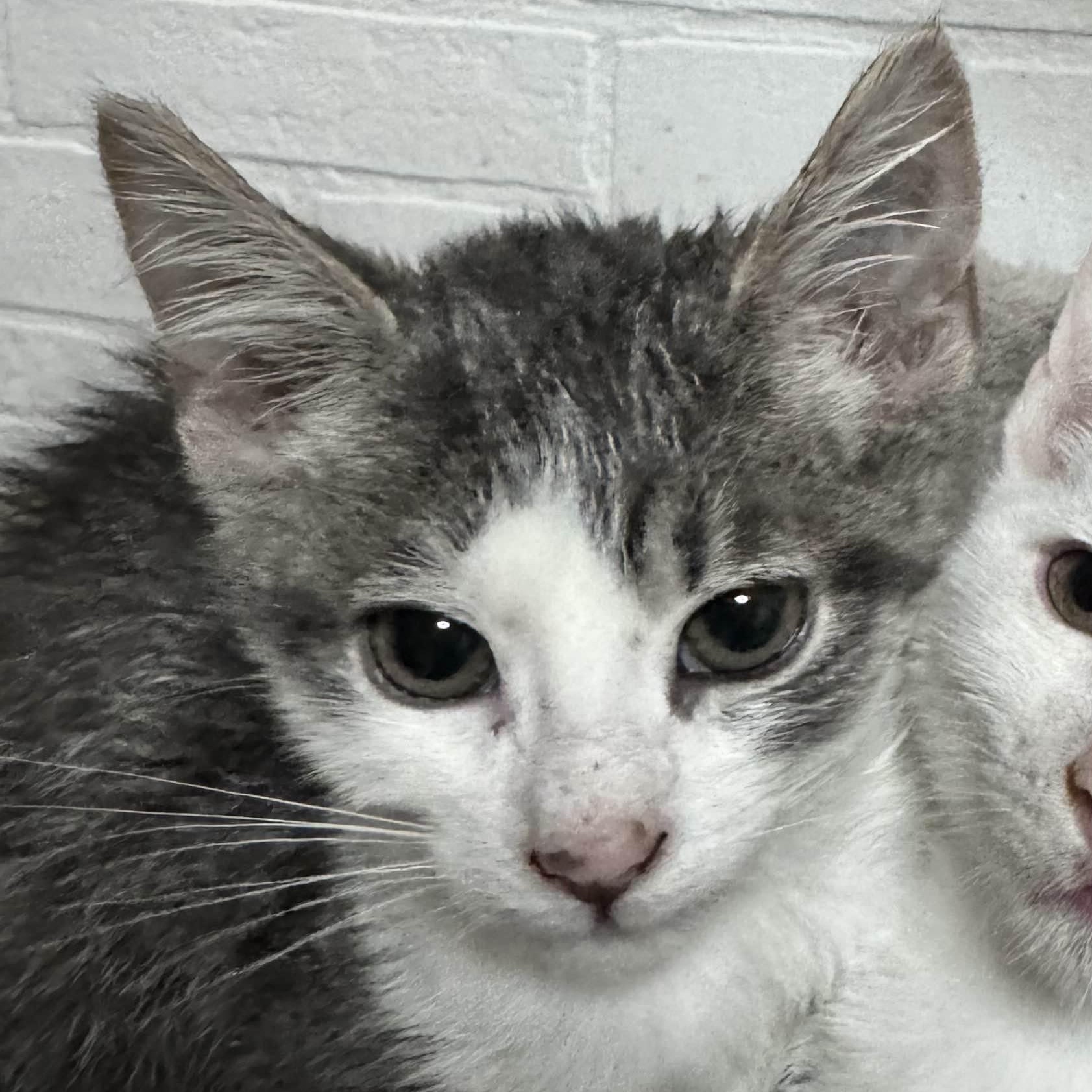 Haru, Adoptable, Kitten Male Domestic Short Hair.