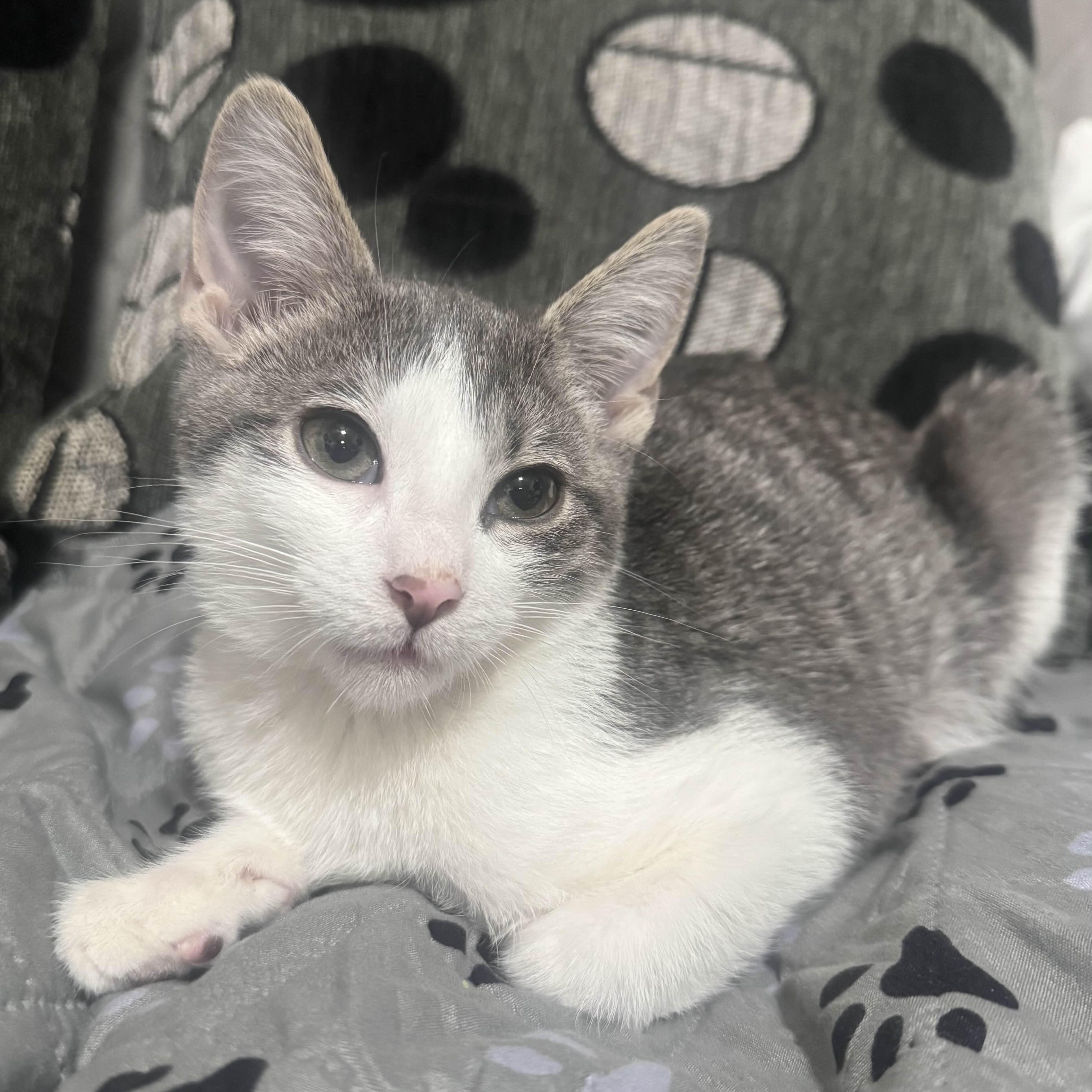 Enlarge Haru, an adopted Domestic Short Hair in Weehawken, NJ image 1/6