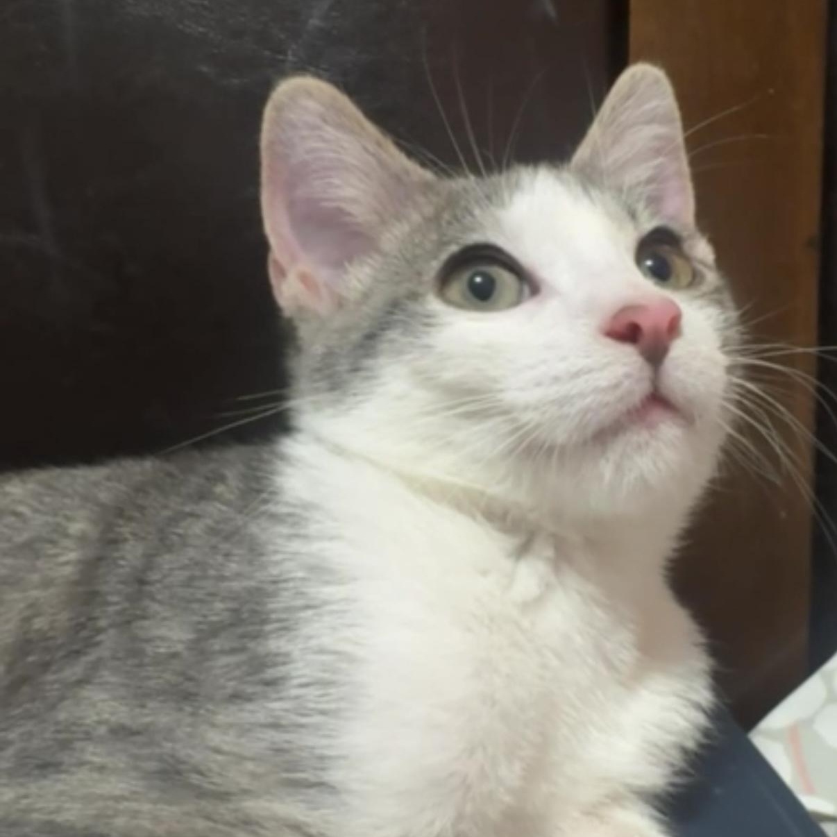 Enlarge Haru, a Adoptable Domestic Short Hair in Weehawken, NJ image 1/6