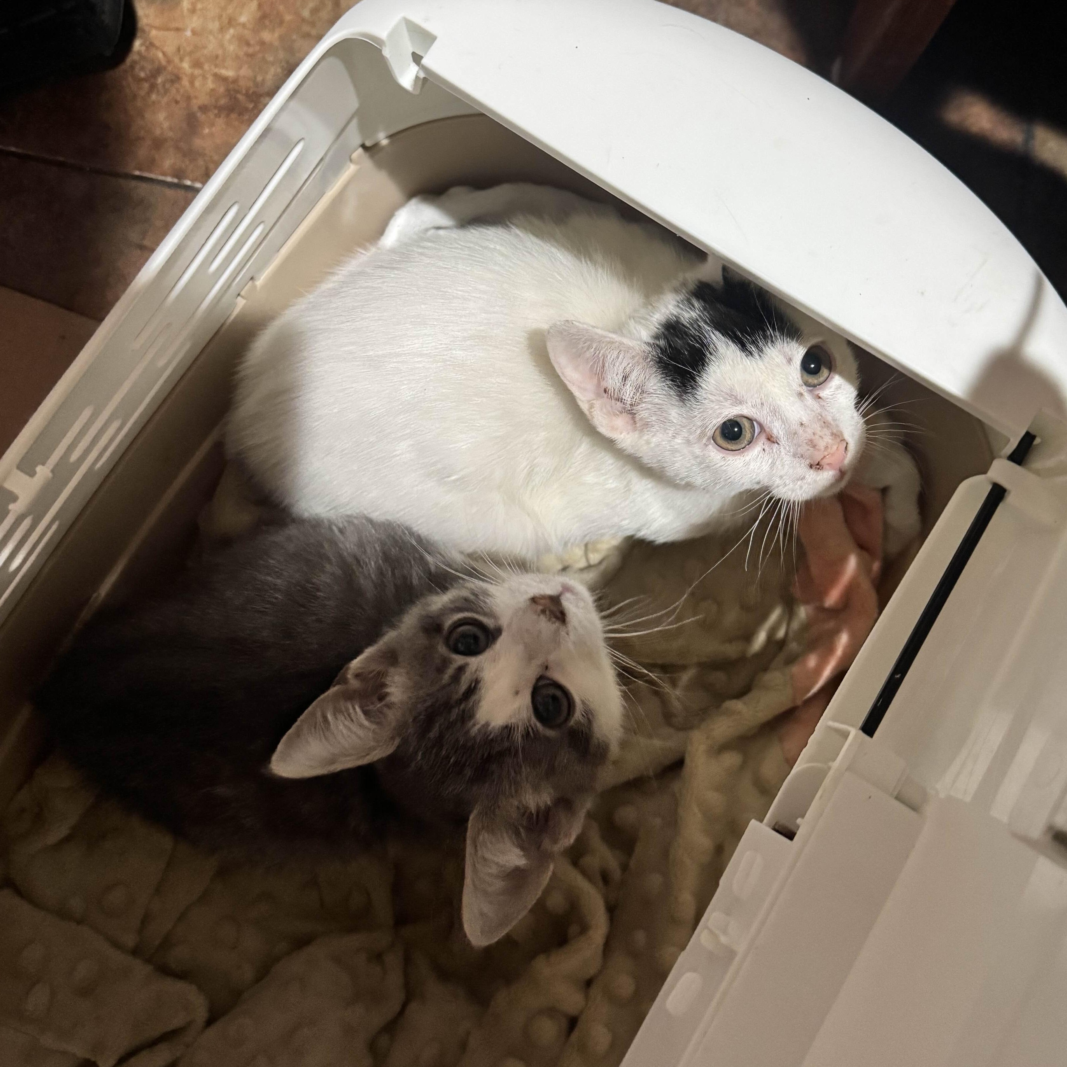 Enlarge Haru, a Adoptable Domestic Short Hair in Weehawken, NJ image 4/4