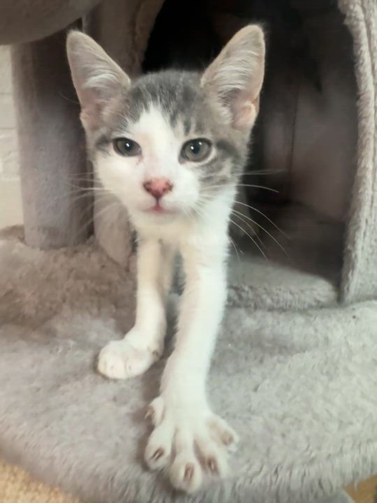 Enlarge Haru, a Adoptable Domestic Short Hair in Weehawken, NJ video 5/6