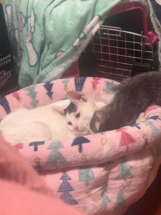 Enlarge Haru, a Adoptable Domestic Short Hair in Weehawken, NJ video 4/6