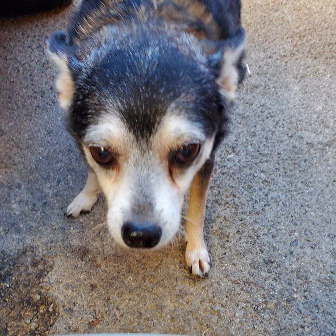Enlarge Eddie Munster, a Adoptable Chiweenie in Manhattan Beach, CA image 1/2