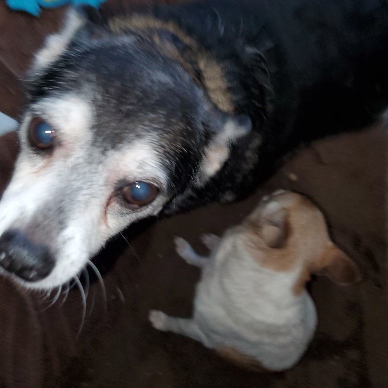 Enlarge Eddie Munster, a Adoptable Chiweenie in Manhattan Beach, CA image 2/2