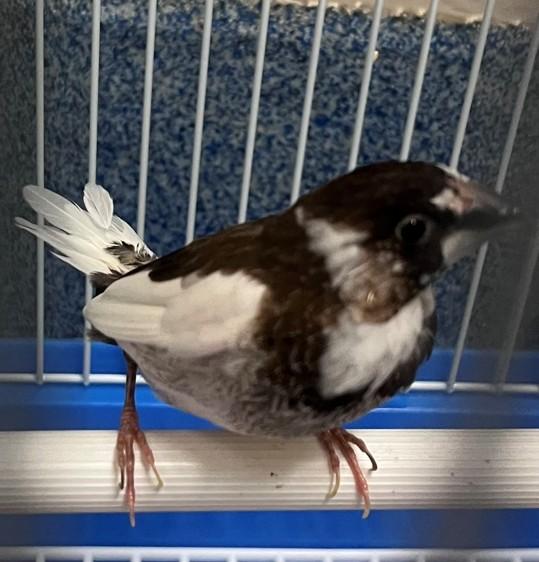 skip, adopted, Adult Male Finch.