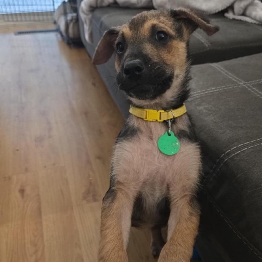 Lucky, Adoptable, Puppy Male Mixed Breed.