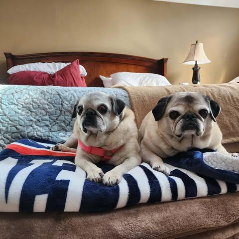 Enlarge Pretty Girl & Shiner (BONDED PAIR), a Adoptable Pug in Pelham, MA image 1/3