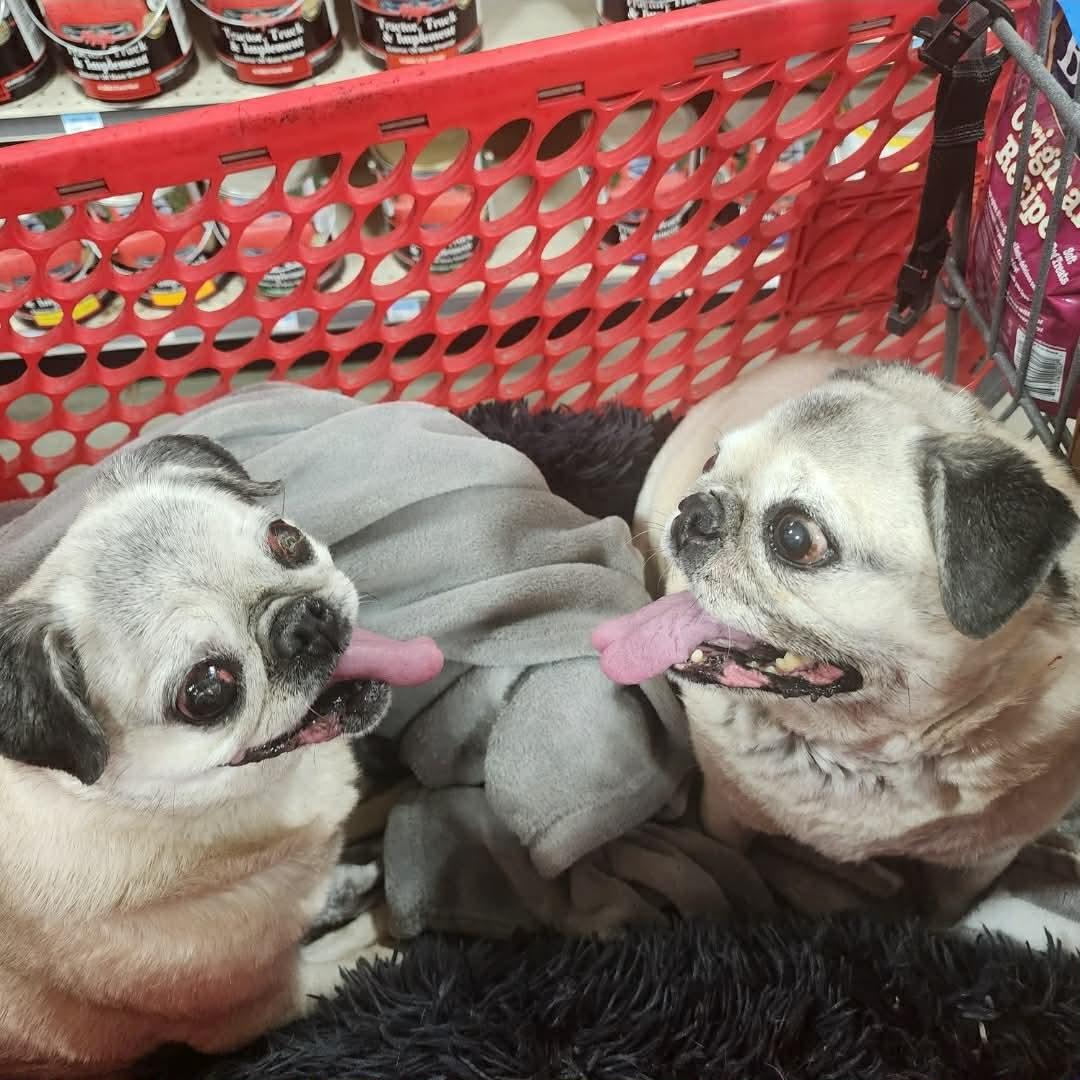 Enlarge Pretty Girl & Shiner (BONDED PAIR), a Adoptable Pug in Pelham, MA image 2/3