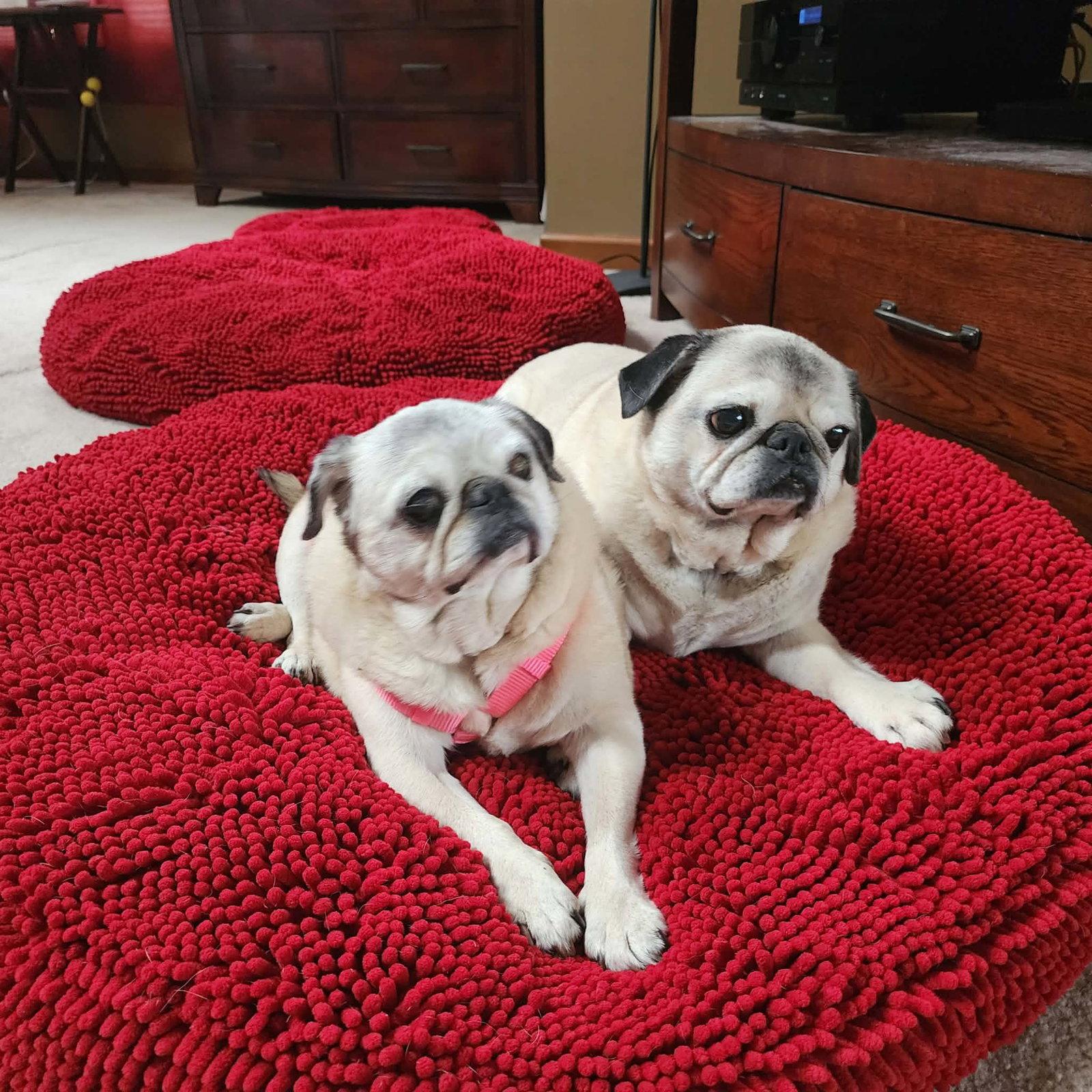 Enlarge Pretty Girl & Shiner (BONDED PAIR), a Adoptable Pug in Pelham, MA image 3/3