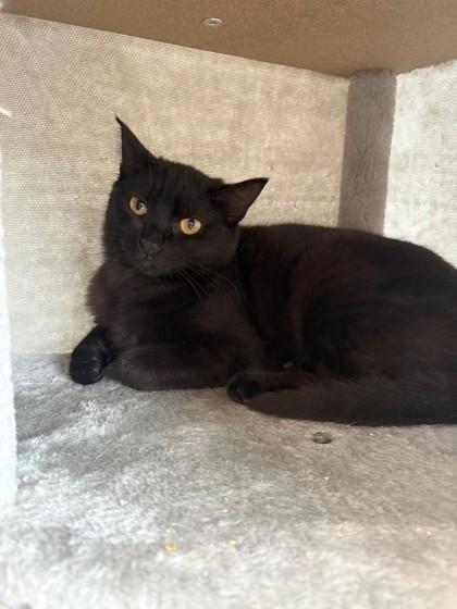 Enlarge Isaac Hanson, a Adoptable Domestic Short Hair in Leander, TX image 1/2