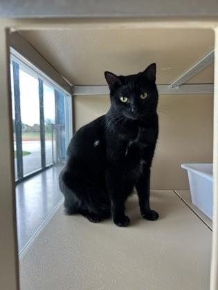 Enlarge Isaac Hanson, a Adoptable Domestic Short Hair in Leander, TX image 2/2