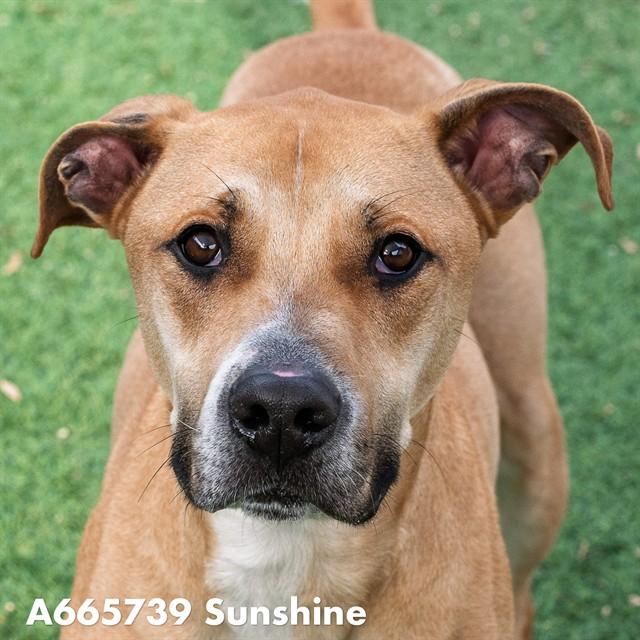 SUNSHINE, Adoptable, Adult Male Pit Bull Terrier & Mixed Breed.