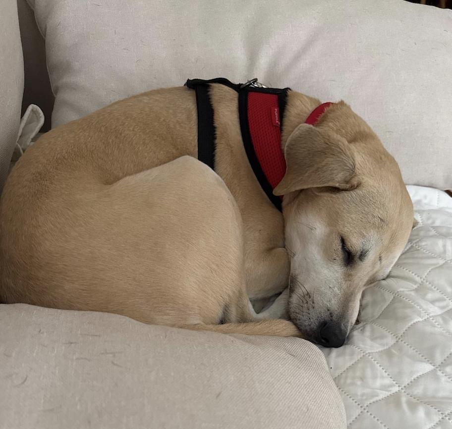 Enlarge Toffee, a Adoptable mixed breed in Brooklyn, NY image 3/5