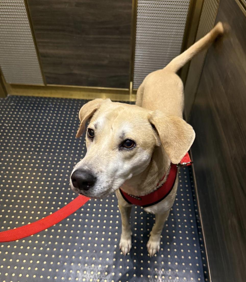 Enlarge Toffee, a Adoptable mixed breed in Brooklyn, NY image 1/5