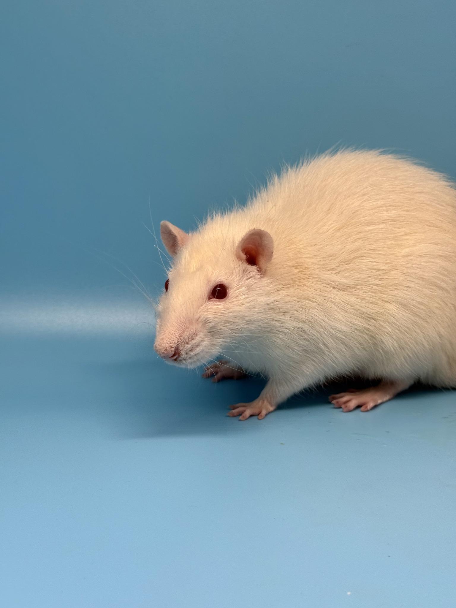 Enlarge Jamie, a ADOPTABLE Rat in Richmond, VA image 3/3