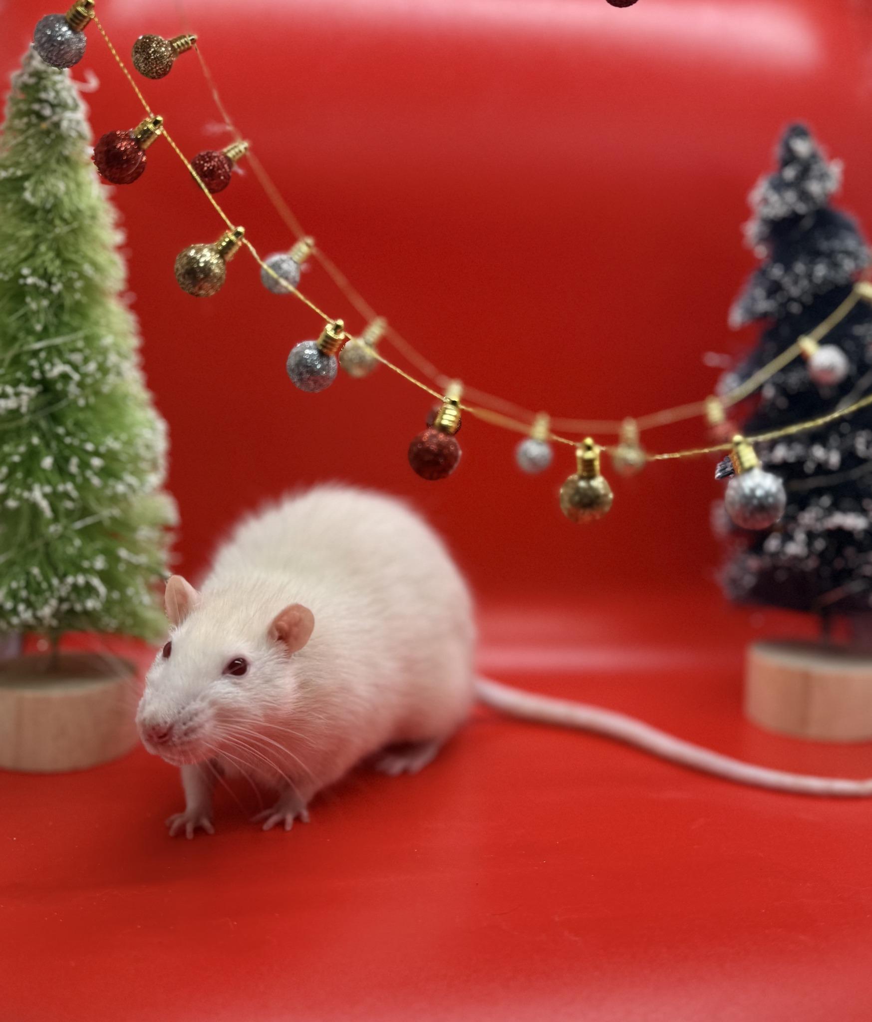 Enlarge Jamie, a ADOPTABLE Rat in Richmond, VA image 1/3