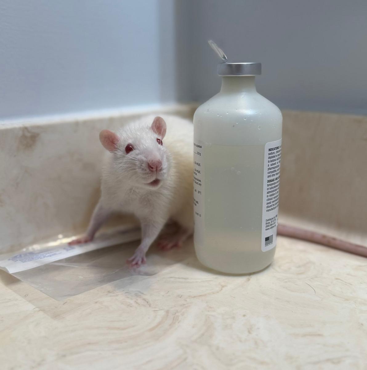 Enlarge Jamie, a ADOPTABLE Rat in Richmond, VA image 2/3