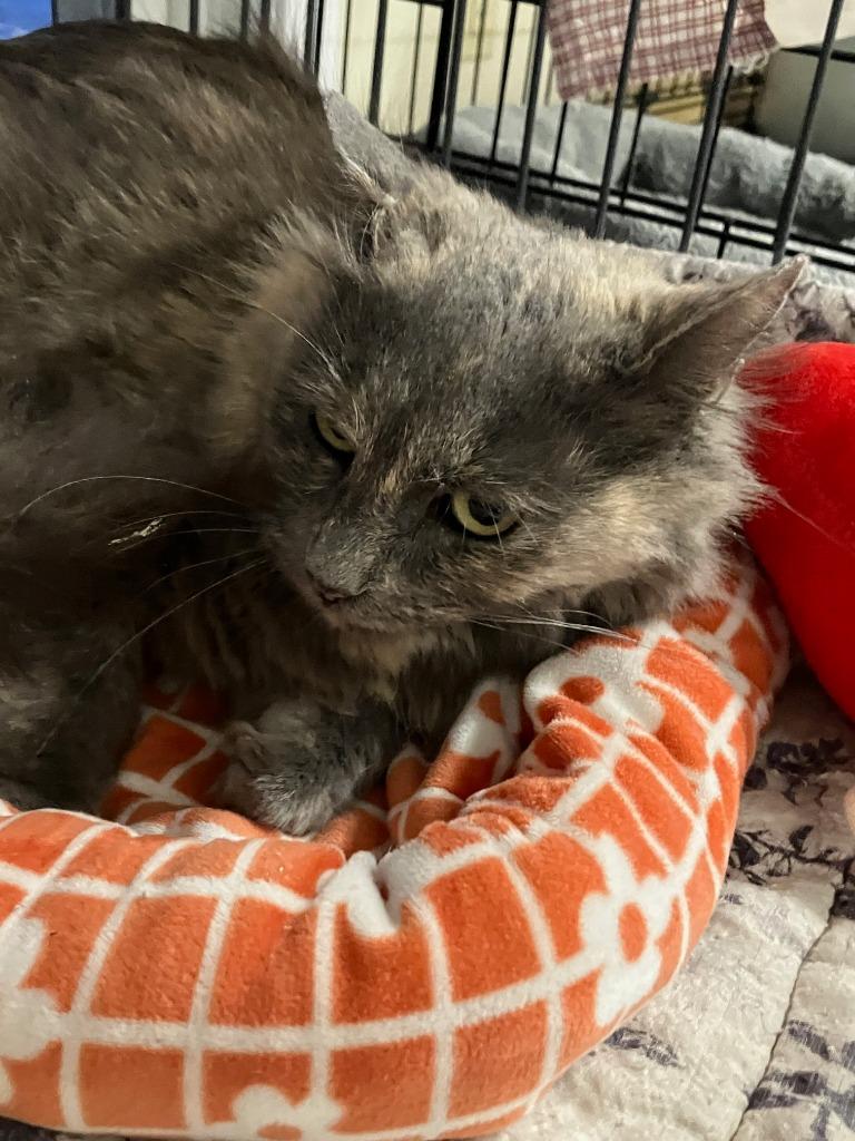 Mia, Adoptable, Adult Female Domestic Medium Hair.